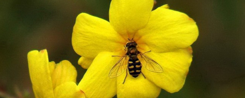 迎春花的果实可以吃吗 迎春花果实药用价值