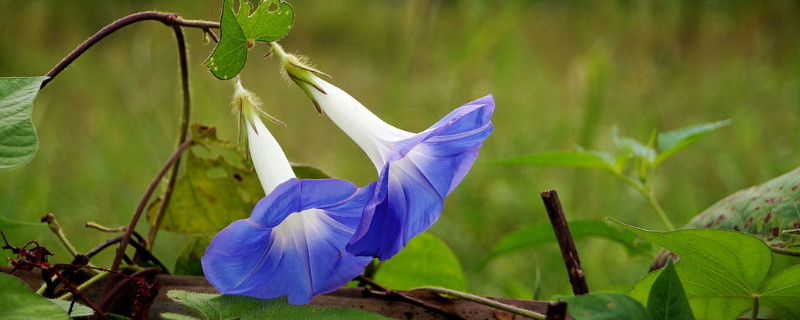 牵牛花的颜色变化原因（牵牛花是什么颜色）
