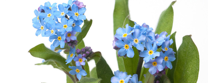 勿忘草多久开花（勿忘草多长时间发芽）