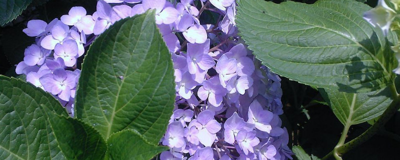 绣球花冬天落叶吗（绣球花秋天会落叶吗）