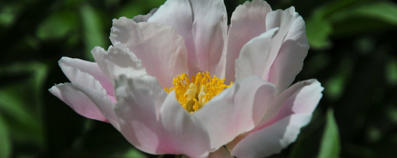 春天栽的芍药不开花怎么办 芍药一直不开花怎么办