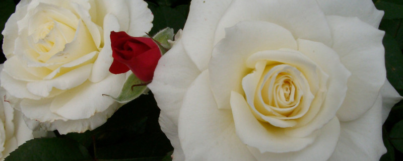 玫瑰花有毒吗（玫瑰花有毒吗 能在家里养吗）