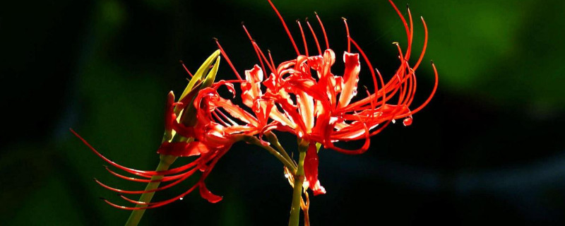 彼岸花盆栽会开花吗（彼岸花能盆栽吗）