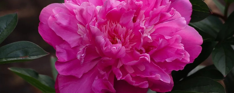 芍药花盆栽冬天能开花吗 芍药花盆栽冬天能开花吗?