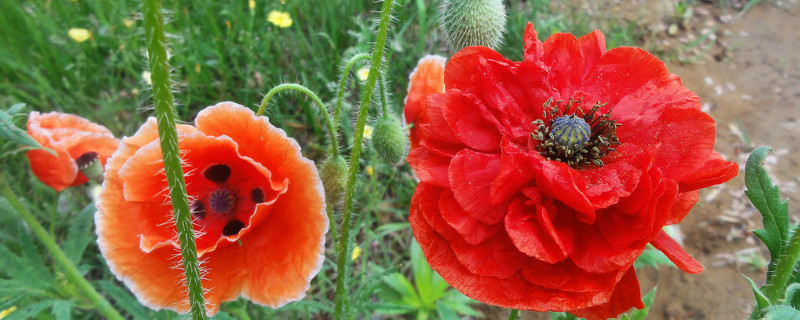 虞美人有毒吗 虞美人有毒吗秒懂少儿