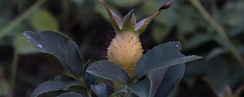 金樱子变黄还是变红采摘(金樱子什么时候采收)