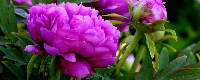 牡丹冬天落叶吗(牡丹花冬天叶子落吗)