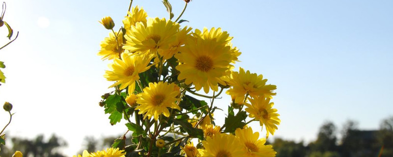 菊花断了可以插活吗 菊花插枝能活吗