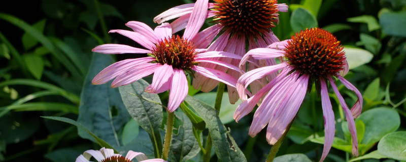 菊花夏天可以扦插吗（夏天扦插菊花能活吗）
