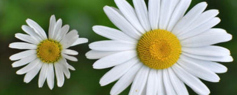 洋甘菊和菊花的区别（甘菊与菊花的区别）