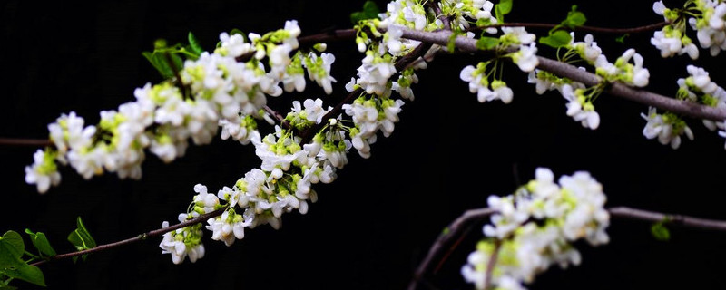 紫荆花怎么种 紫荆花怎么种植