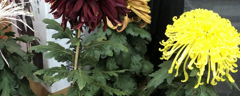 盆栽菊花冬天掉叶子吗（冬天菊花叶子枯萎还能养活吗）