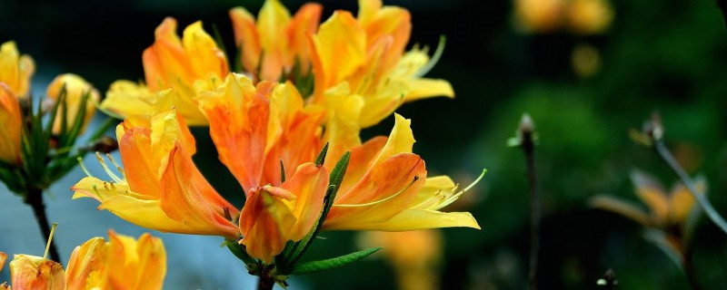 紫荆花施肥常识 紫荆花怎么施肥