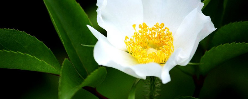 金樱子属于玫瑰还是蔷薇(金樱子和蔷薇有什么区别)