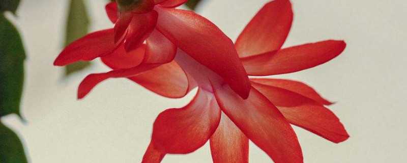 蟹爪兰与仙人指的区别（蟹爪兰和仙人指有什么区别）