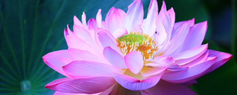 荷花种子的生长过程 荷花种子的生长过程日记