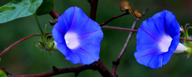 牵牛花烂根怎么办（牵牛花断了怎么办）