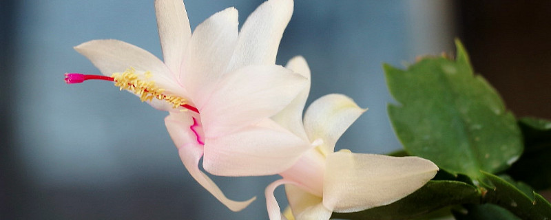 蟹爪兰怎么不开花 蟹爪兰怎么不开花,不开花怎么办