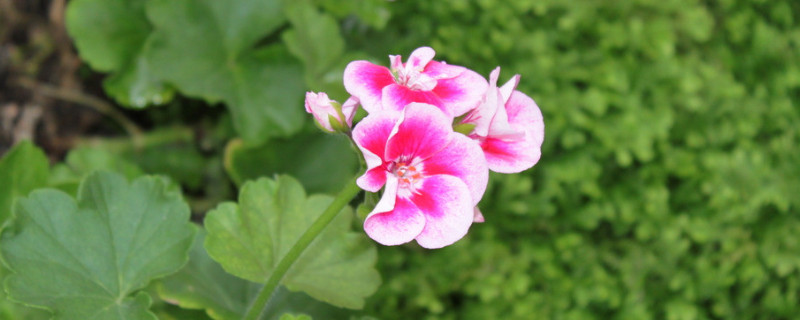 天竺葵怎么扦插好活（怎么样扦插天竺葵）