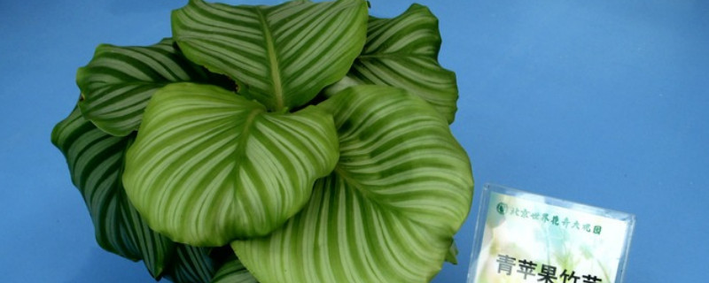 苹果竹芋的养殖方法和注意事项（青苹果竹芋的养殖方法和注意事项）