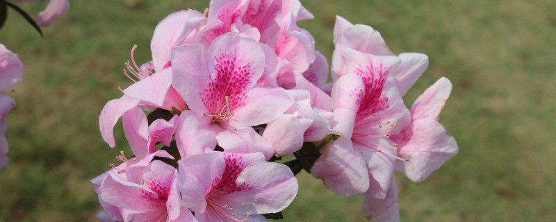 杜鹃花新枝长多久开花(杜鹃花种多久才开花)