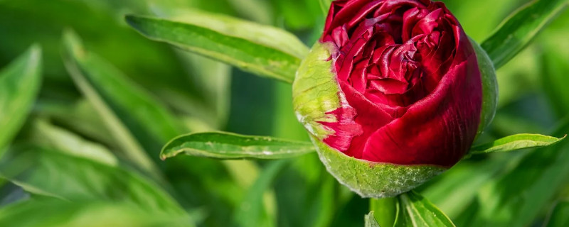 牡丹花用什么盆种植(牡丹花用花盆怎样种植)