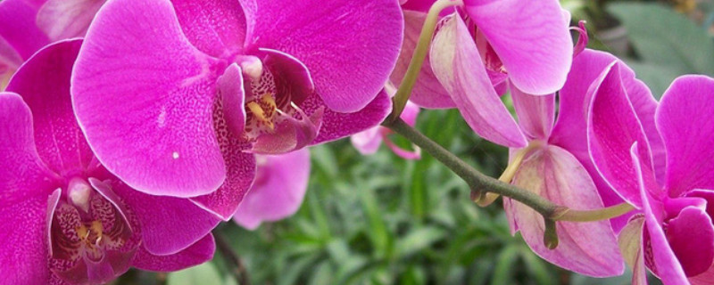 蝴蝶兰的根部生虫怎么办 蝴蝶兰根部有小白虫