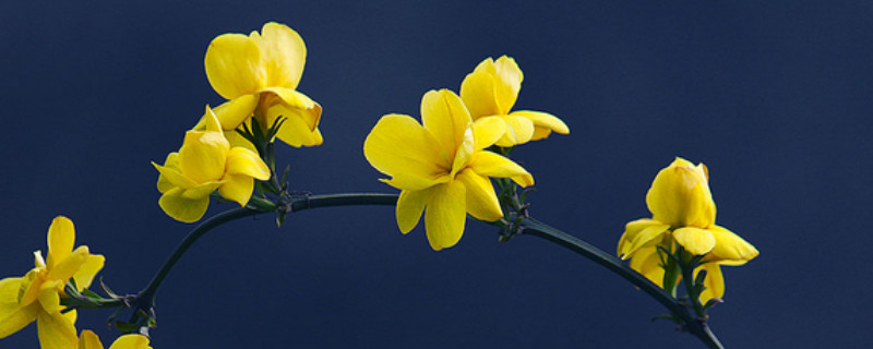 迎春花叶子干了怎么回事（迎春花干叶怎么办）