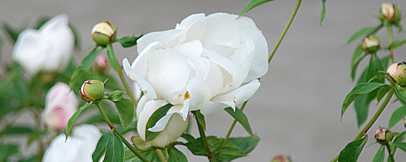 芍药花冬天会冻死吗（芍药花怕冻死吗）