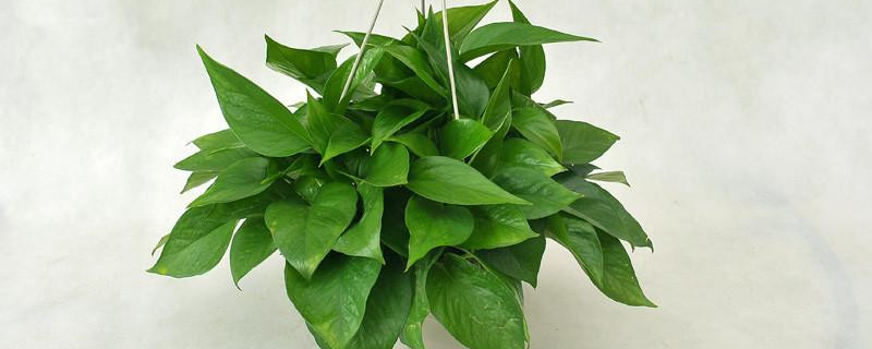 绿萝汁液有毒吗（绿箩液汁有毒吗）