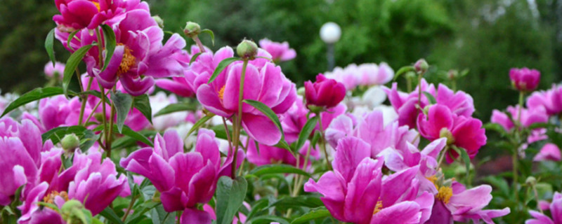 芍药花什么时候换盆 芍药几月换盆