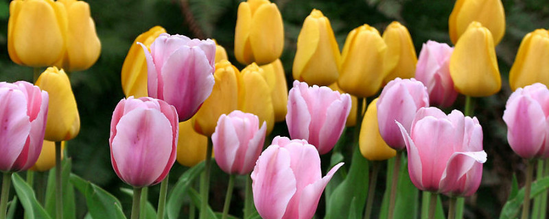 郁金香是什么季节开的（郁金香是什么季节开的花）