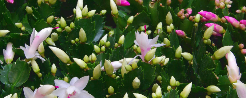 蟹爪兰的叶子软黄怎么办 蟹爪兰叶子发黄怎么办兰黄叶用什么补救