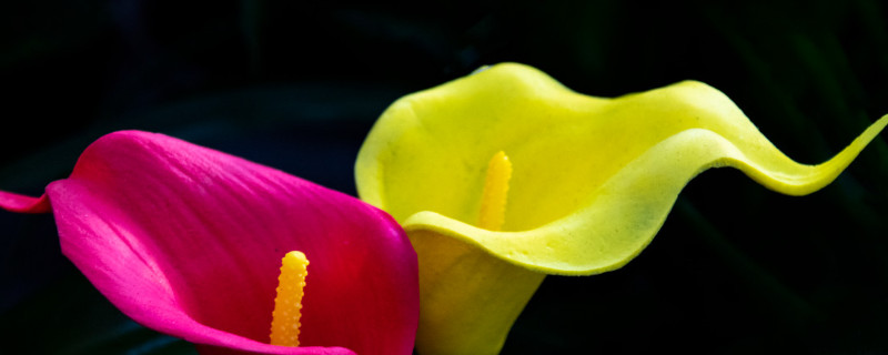 马蹄莲开花后怎么处理 马蹄莲花后怎样处理