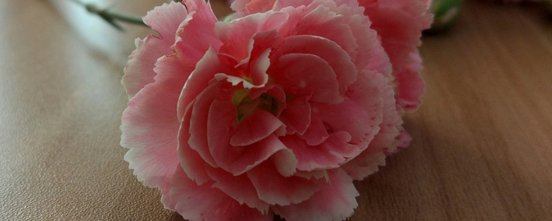 康乃馨能吃吗 康乃馨可以吃吗有什么作用