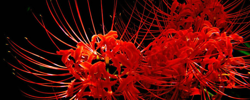 彼岸花是什么季节开的 彼岸花是几月份开