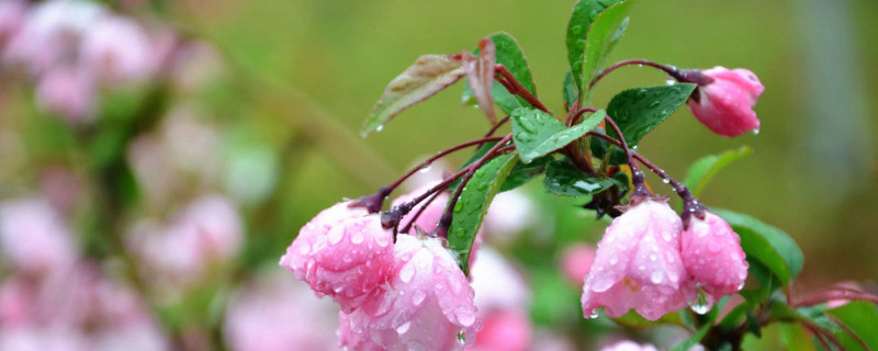 为什么樱花夏天就没叶子了（樱花开花没有叶子）