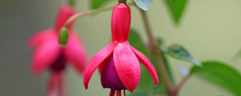 倒挂金钟什么时候播种 倒挂金钟什么时候播种怎么播种视频