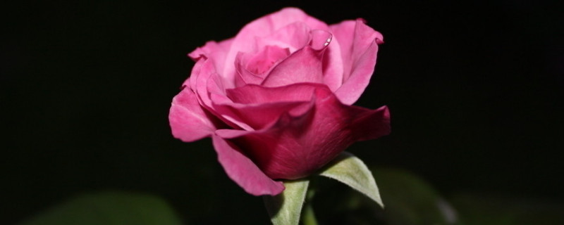 玫瑰花夏天可以放几天 玫瑰鲜花夏天保持多久