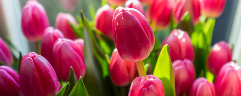 郁金香什么时候施肥 郁金香生长期施什么肥