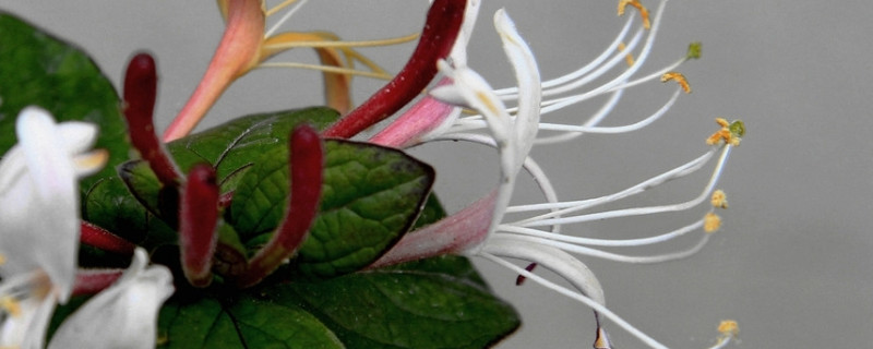 金银花用什么盆比较好（金银花盆栽用什么土养殖最好）