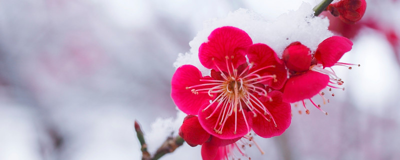 梅花的雅称 古代对梅花的雅称