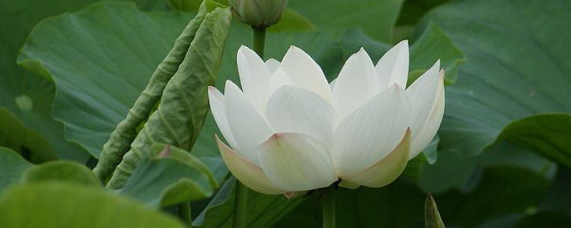 盆栽荷花怎么施肥 盆栽荷花要施什么肥