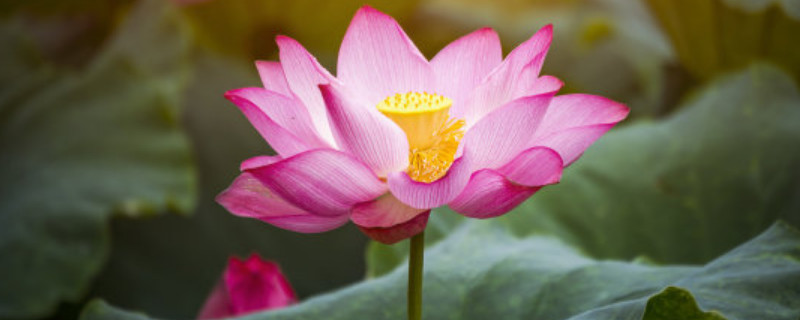 荷花有多少片花瓣（荷花有多少片花瓣?）