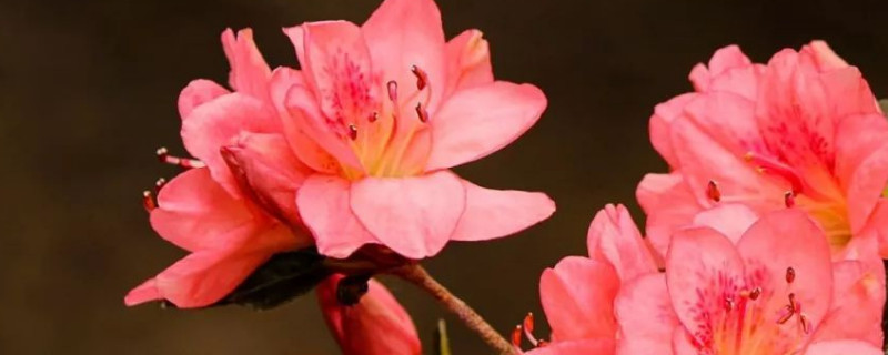 杜鹃花叶枯萎怎么办（杜鹃花叶子枯萎怎么办）