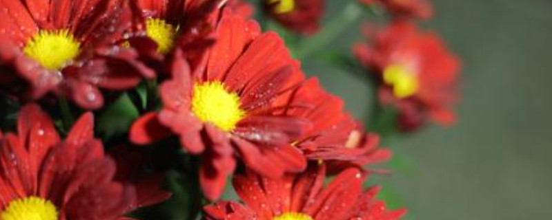 菊花夏天可以修剪吗 菊花夏天徒长怎么修剪