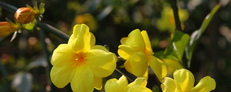 扦插的迎春花多久可以移栽（迎春花扦插多久生根移栽）