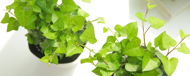 冬天不落叶的爬藤植物（冬天不落叶的爬藤植物图片）