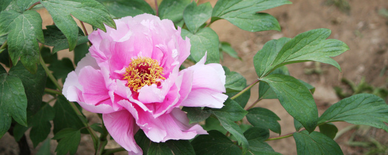 盆栽牡丹花浇水注意事项（牡丹花栽种后如何浇水）