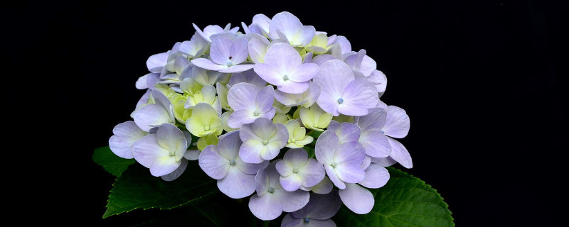 绣球花的室外养殖方法 绣球花的养殖技术